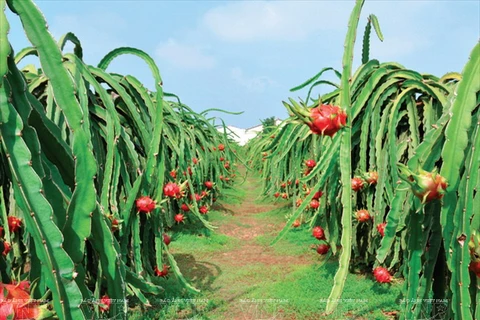 附图：越南火龙果。（图片来源：越南画报）