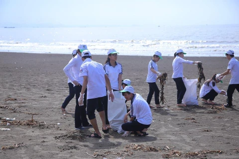 青年团员们参加海防市涂山海滩清洁行动。