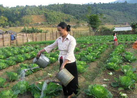 越南西原地区贫困户比率年均下降（图片来源：因特网）