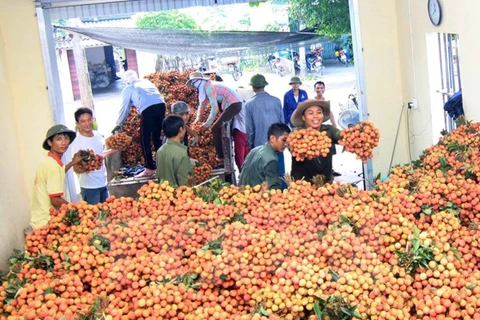 越南对多个市场出口荔枝。（图片来源：越通社）