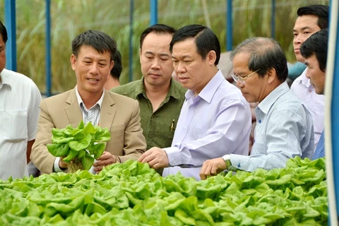 王廷惠参观新进合作社绿色蔬菜种植模型。（图片来源：http://nongnghiep.vn）