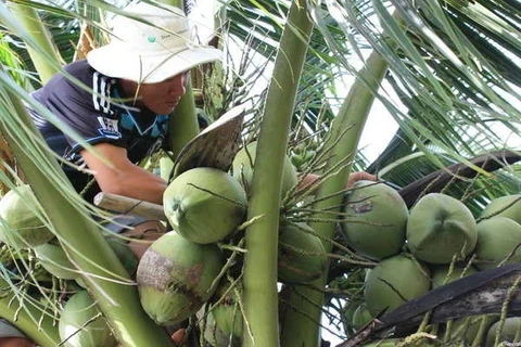 收获椰子。（图片来源：越通社）