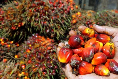 附图：印尼棕榈果。