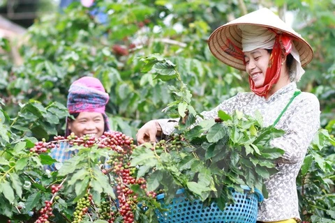 农民收获咖啡。（图片来源：越通社）