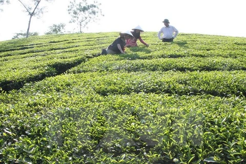 富寿省努力发挥茶树的生产潜力。（图片来源：越通社）