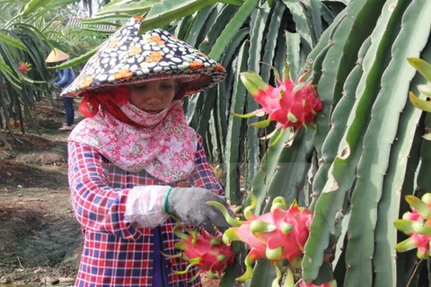 越南火龙果生产和出口中国概况
