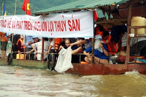 越南在泸江上放生1.2吨鱼苗。（图片来源：越南人民报）