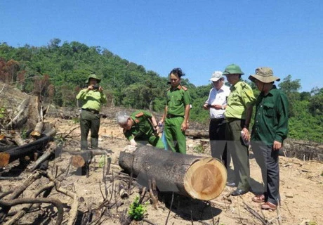 被发现非法砍伐的面积多达43.7公顷。