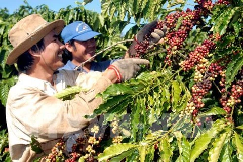 咖啡是越南对阿尔及利亚出口的主要产品之一