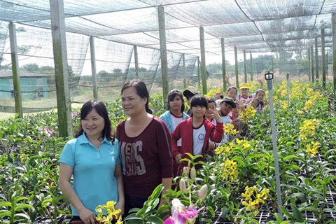 游客参观胡志明市高科技农业区的兰花园。