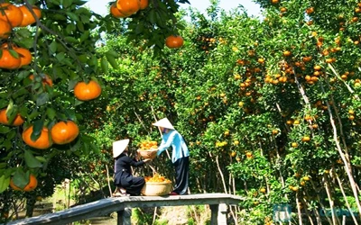 槟椥省拥有诸多果实累累的果园。