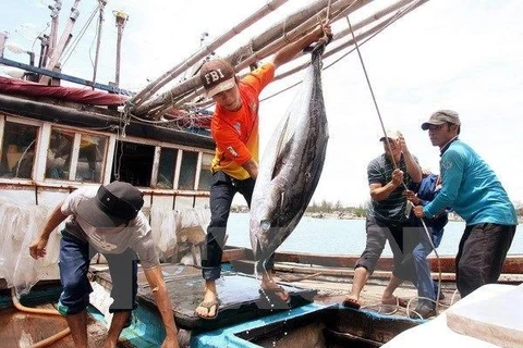 图为渔民捕获金枪鱼。