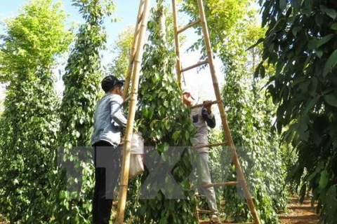 今年前8月印尼胡椒出口量达近2.5万吨