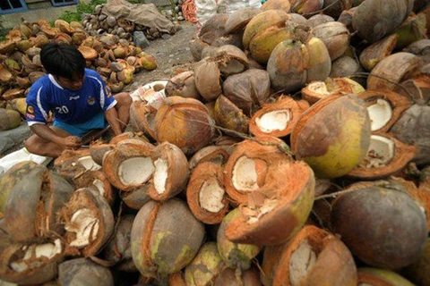 印度尼西亚椰子。