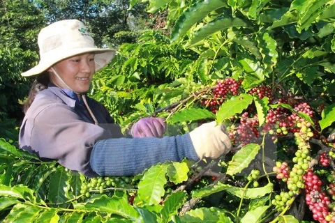 农民收获咖啡。（图片来源：越通社）
