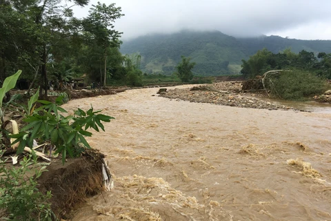 大面积稻米被洪水淹没。(图片来源：越通社）