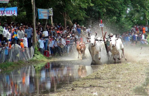 ​安江省七山赛牛节场景。（图片来源：越通社）