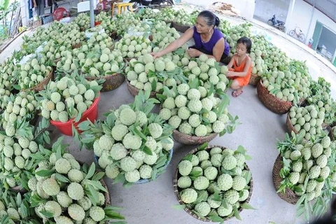 陆南番荔枝——北江省著名农产品。（图片来源：因特网）