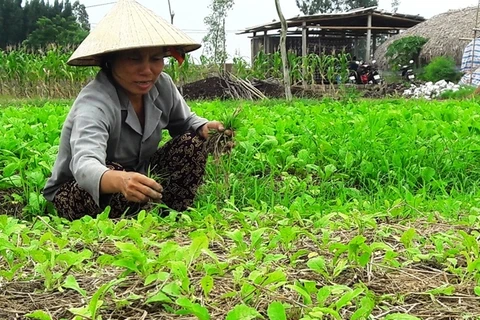 清化省协助农民恢复灾后生产。