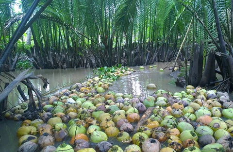 越南椰子。（图片来源：越通社）
