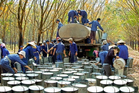 政府总理批准越南橡胶工业集团2016—2020年经营生产计划