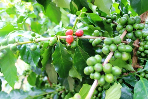 越南批准“越南高品质咖啡”国家品牌发展框架提案