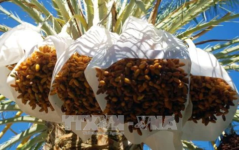 阿尔及利亚的椰枣。（图片来源:越通社）