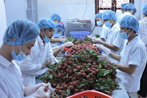 越南寻找措施推动水果出口外销