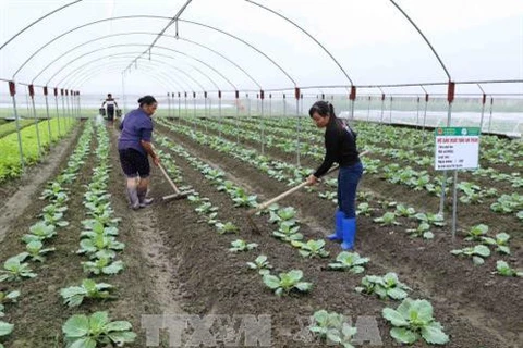 越南着力促进农业合作社发展