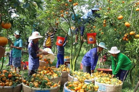 2017年越南蔬果出口额达34.5亿美元 创下新纪录