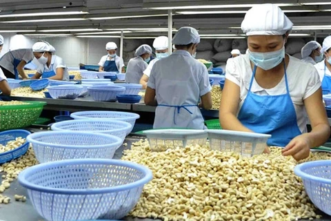 越南腰果出口额达35亿美元创新高纪录