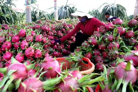 《越南水果出口中国指南》亮相