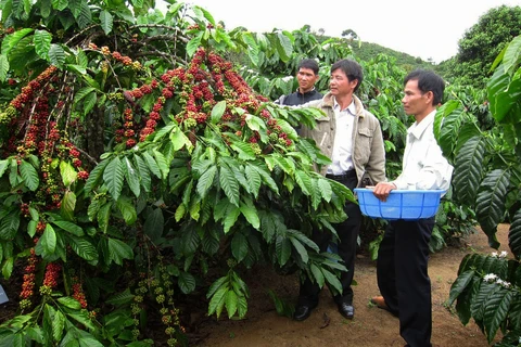 越南与印尼加强咖啡产业的合作