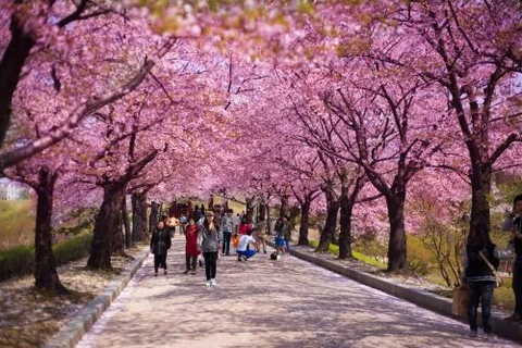 河内市樱花节将于3月下旬举行