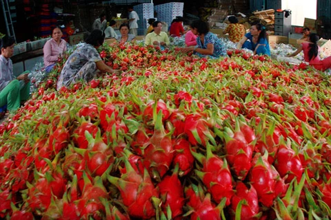 越南诸多农产品成功征服世界高端市场 