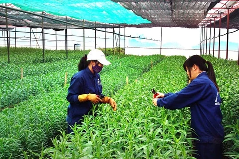 河内市促进高科技农业生产模式建设