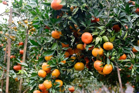 橙子树——安沛省文振县居民致富脱贫之树