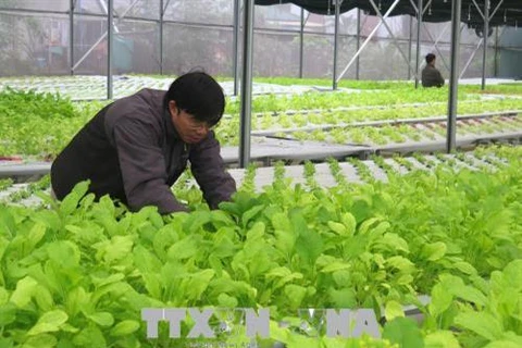 广治省投入1600多亿越盾发展高科技农业