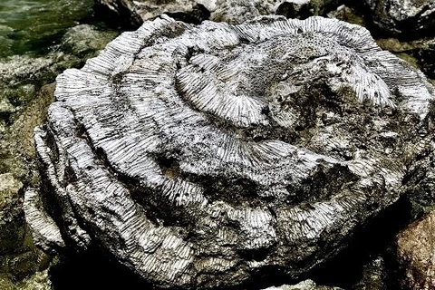 越南新发现千年古珊瑚化石