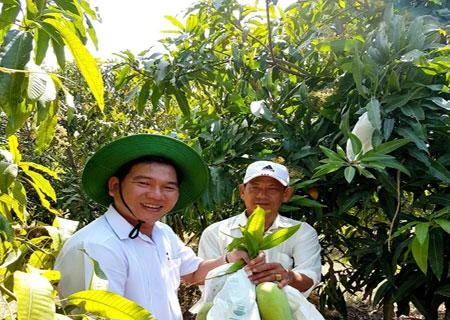 茶荣省芒果获全球良好农业操作认证 热销新加坡市场