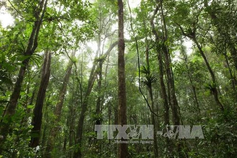 越南森林覆盖面积达1441万多公顷