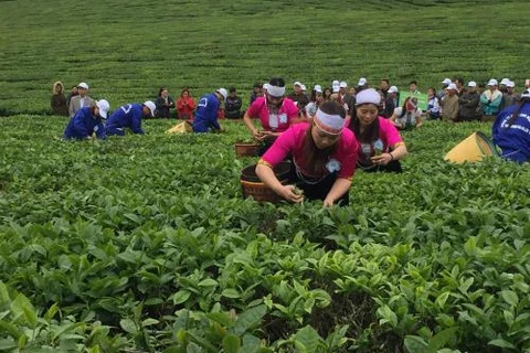 2018年第三次木州茶叶节有助于打造木州名茶品牌