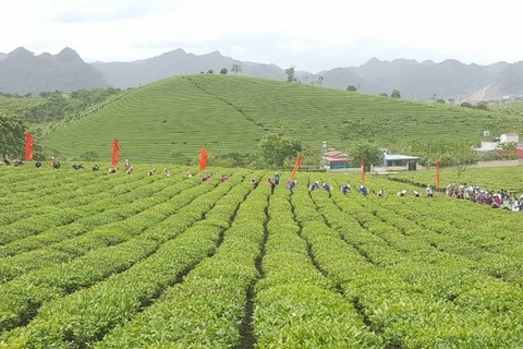 2018年第三次木州茶叶节有助于打造木州名茶品牌 