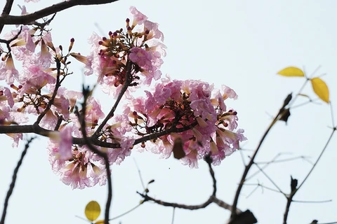 胡志明市洋红风铃木盛开 粉红色花海惹人迷醉