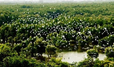 保护在同塔省乌檀白千层树林的珍贵鸟类