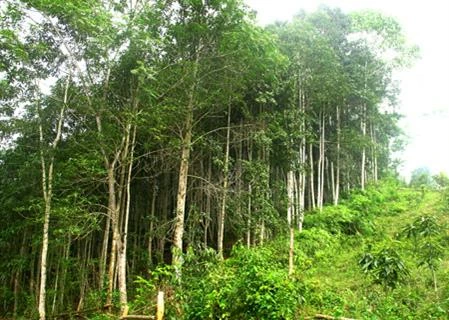 富安省人工林木材产量翻一番