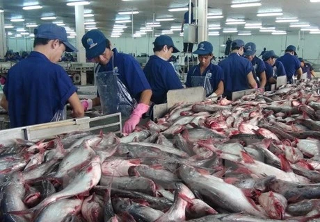 越南查鱼对中国市场出口突飞猛进