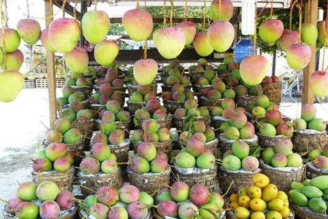 越南安江省首批“三色”芒果进军澳洲市场