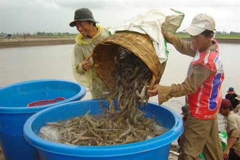 越南茶荣省将虾类养殖业发展成为拳头产业