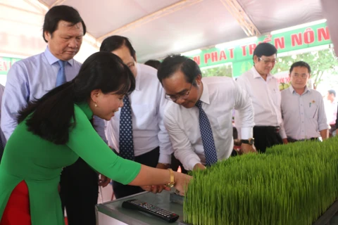 第一届九龙江三角洲水稻节在隆安省举行